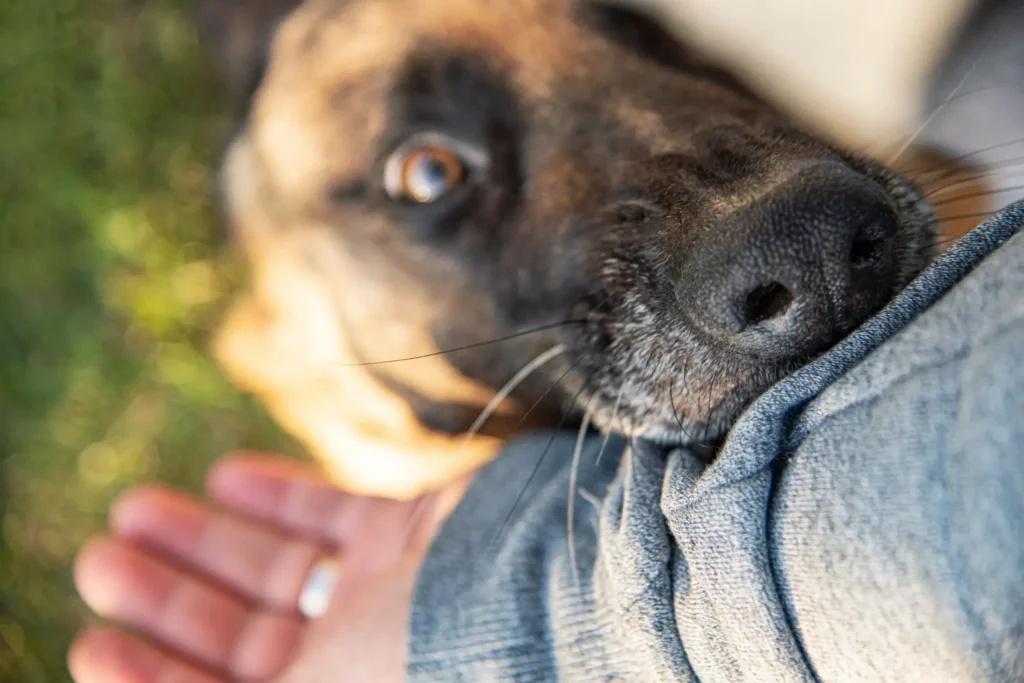Close-up of a dog biting a person's arm, with the dog's eye and nose in sharp focus and the person's hand visible in the foreground.